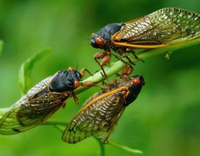 الصورة نقلا عن  scientificamerican، Credit: Alamy