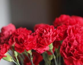 Red Carnation 