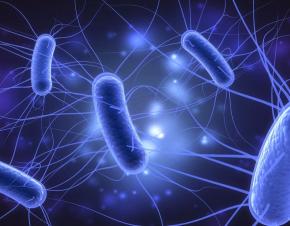 e. coli الصورة نقلا عن Live Science 