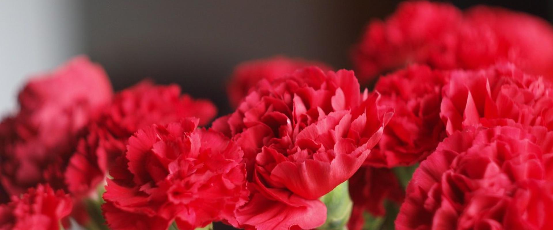 Red Carnation 