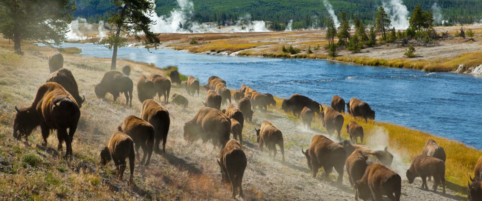 قطيع من البيسون يتحرك بسرعة على طول نهر فايرهول بالقرب من الينابيع الحارة الفوارة في متنزه يلوستون الوطني. (© YegoroV/Shutterstock)