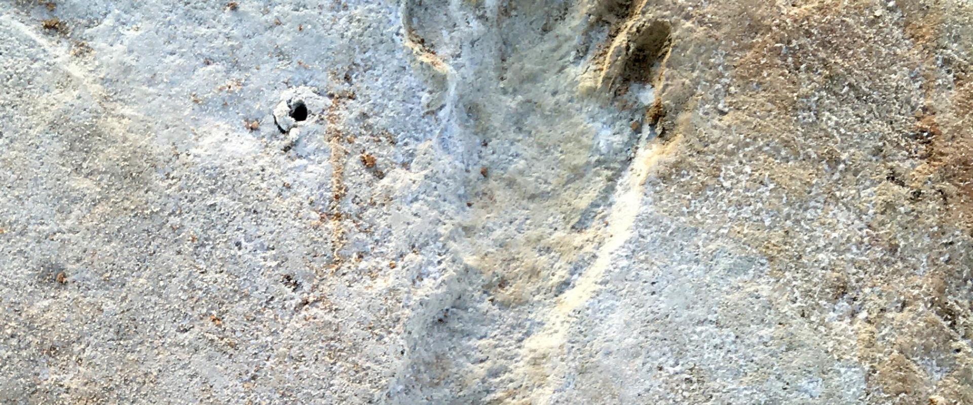 آثار أقدام بشرية متحجرة اكتشفها مدير برنامج وايت ساندز ناشيونال بارك لأول مرة ، الائتمان ... دان أوديس، الصورة نقلا عن النيويورك تايمز