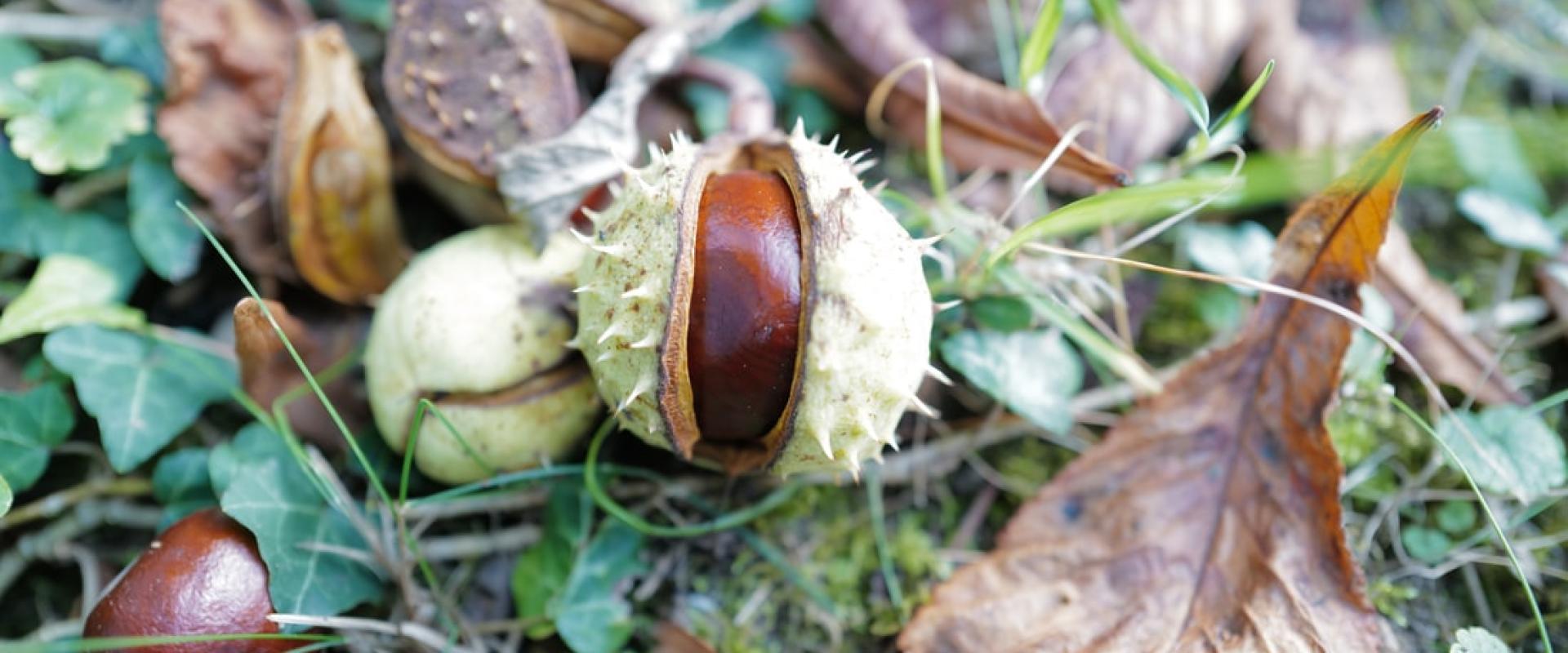 شجرة الباكاي ، صورة لـ  Georg Eiermann