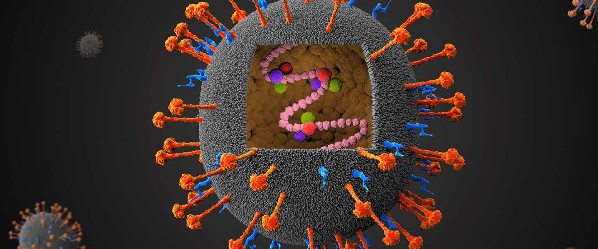 فيروس نيباه ، Nipah Virus ، الصورة نقلا عن Gavi