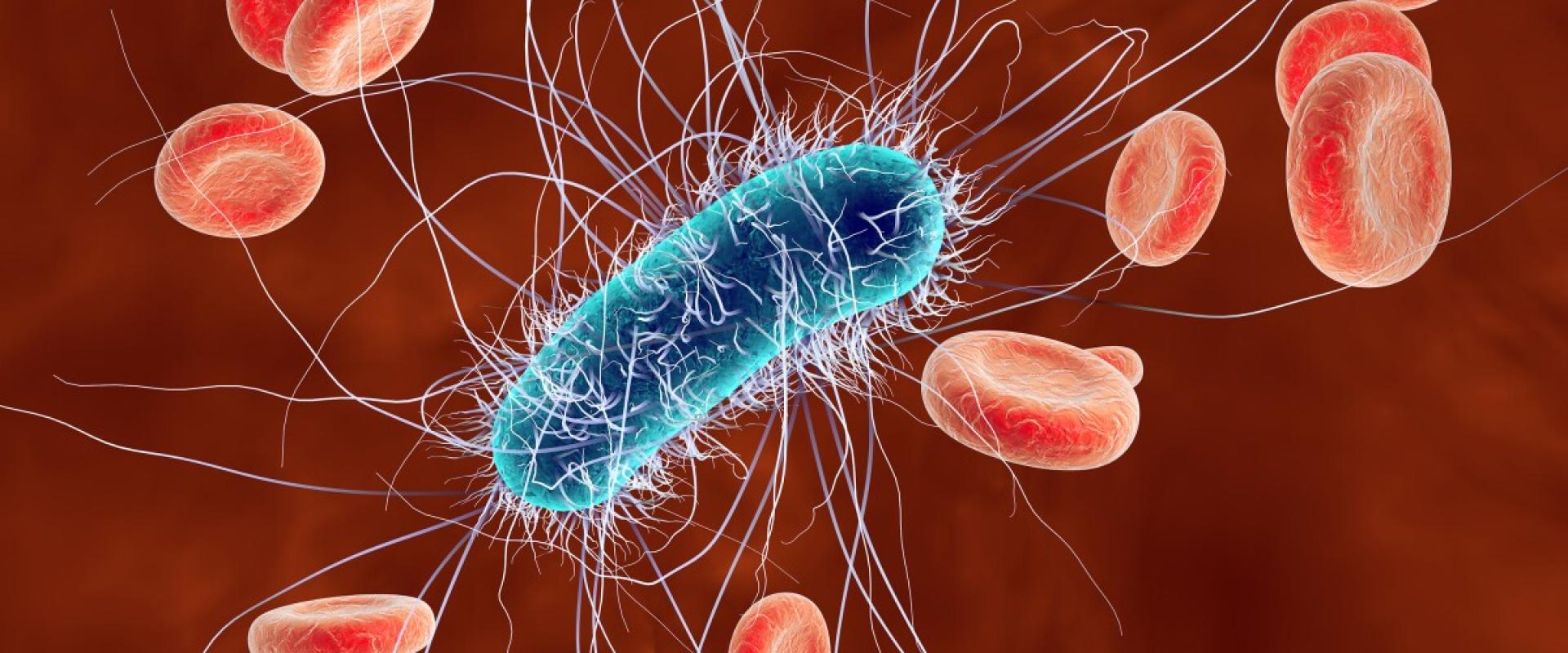 بكتيريا E. coli - الصورة نقلا عن WOSU
