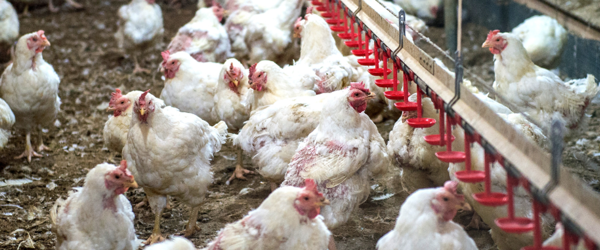Bird flu