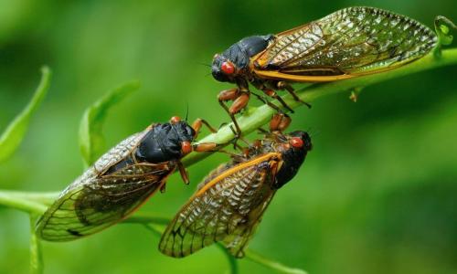 الصورة نقلا عن scientificamerican، Credit: Alamy الصورة نقلا عن scientificamerican، Credit: Alamy