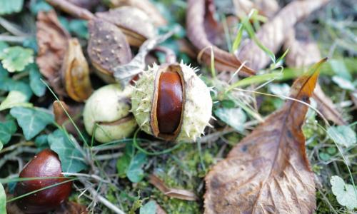 شجرة الباكاي ، صورة لـ Georg Eiermann شجرة الباكاي ، صورة لـ Georg Eiermann